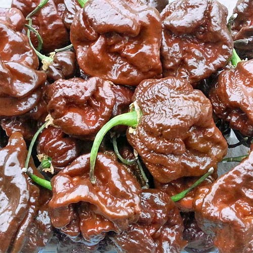 Trinidad Scorpion Moruga Chocolate tšilliseemned